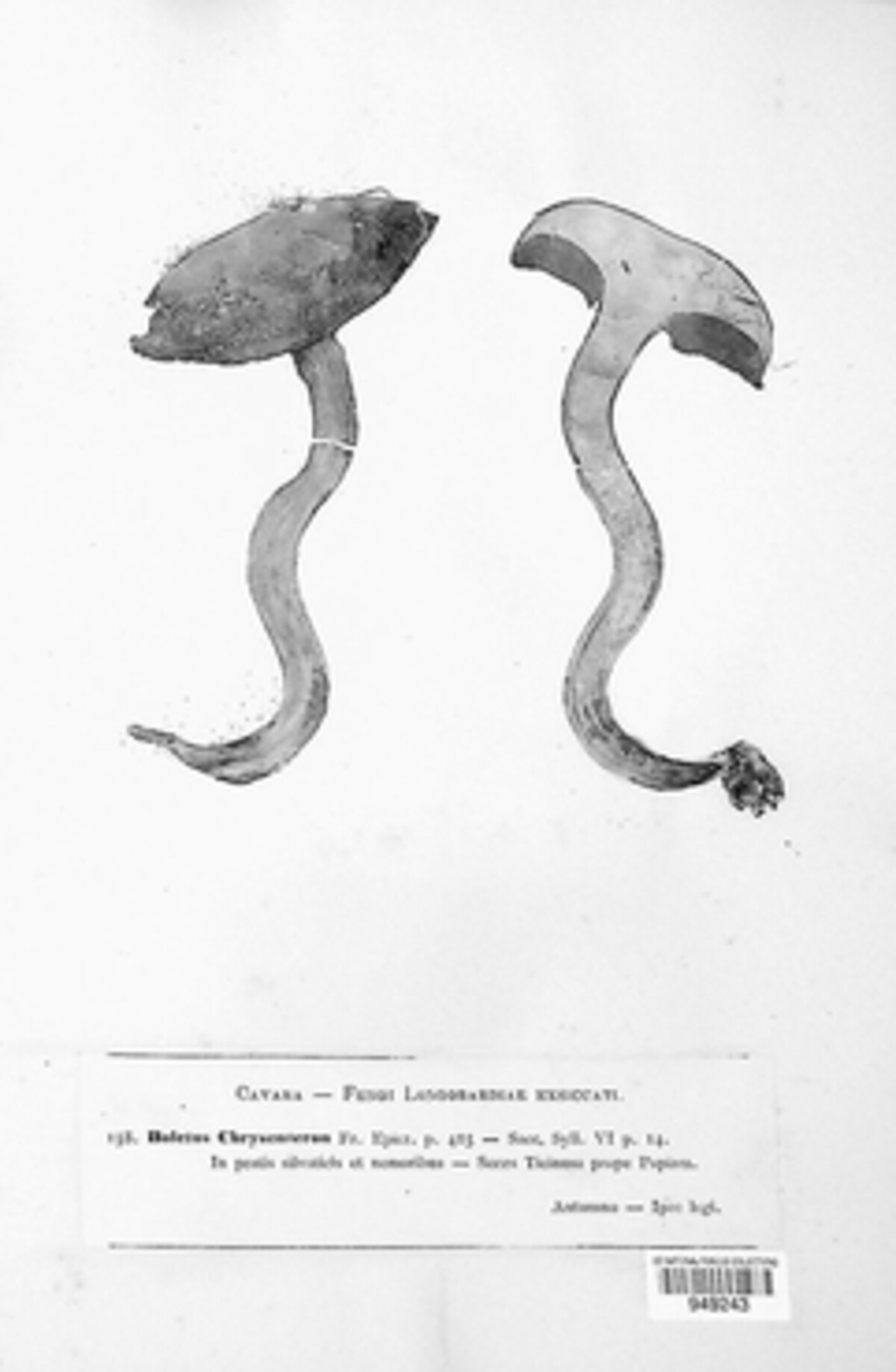 Xerocomellus chrysenteron image